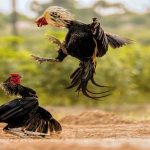 Lý do tại sao nên chọn theo dõi trực tiếp tại Đá gà 4K?