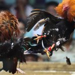 Đá gà cựa dao là gì? Thông tin về đá gà cựa dao trực tiếp