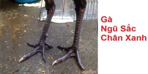 Giới thiệu về gà ngũ sắc chân xanh